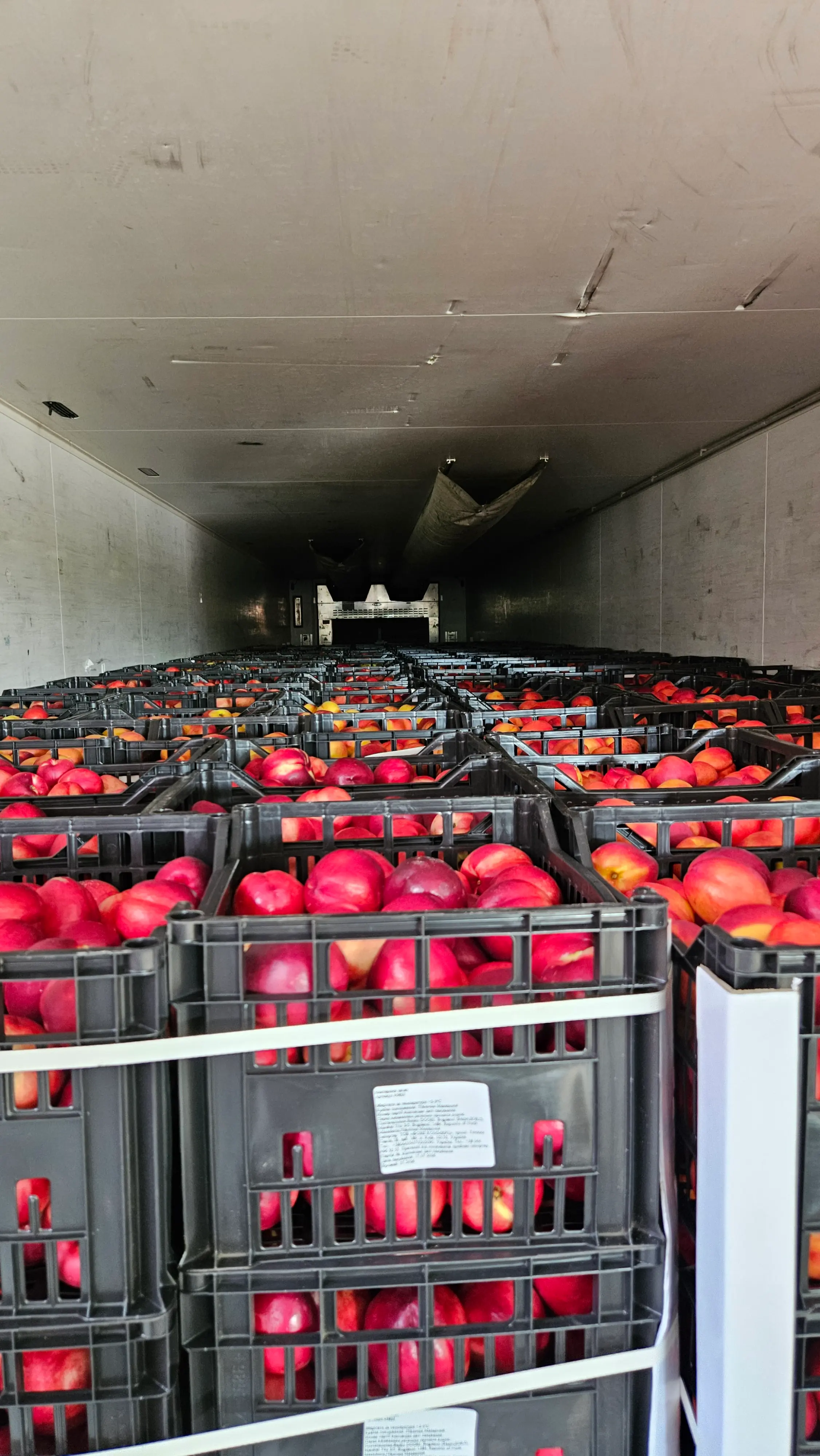 Fresh harvest of fruits