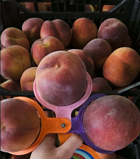 Peach calibre and quality control
