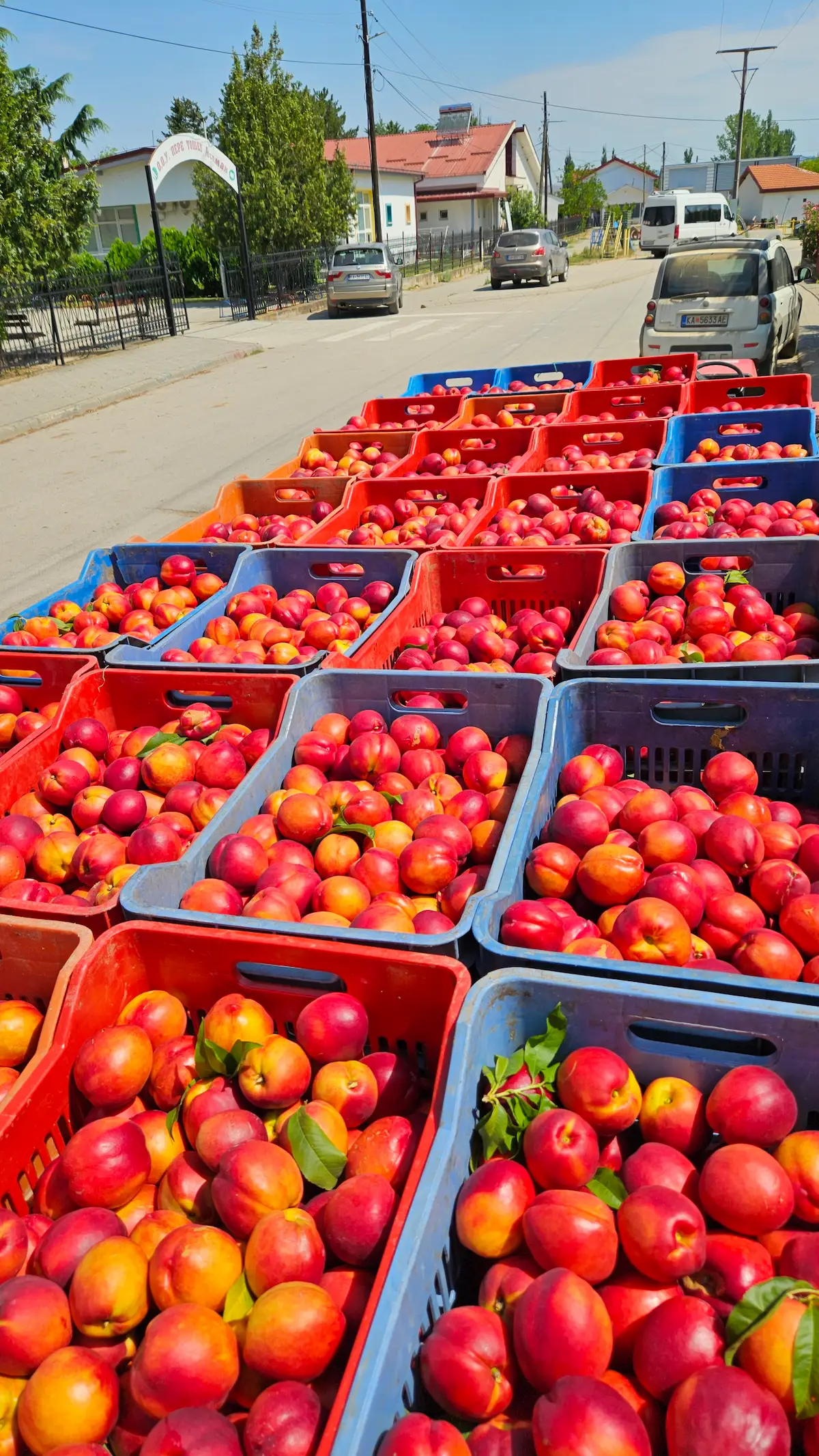 Fresh Peaches