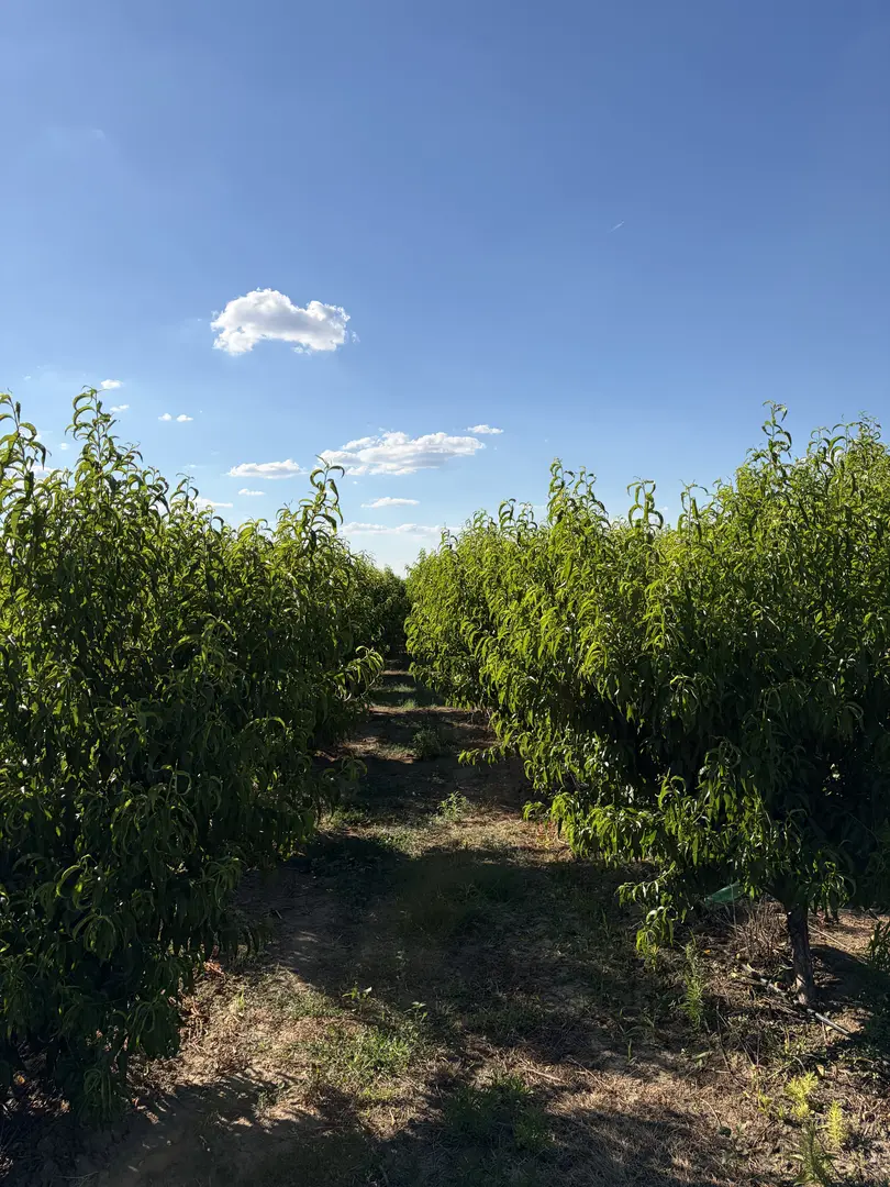 Apricot Orchards